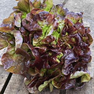 S feuille de chêne rouge