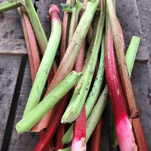 rhubarbe