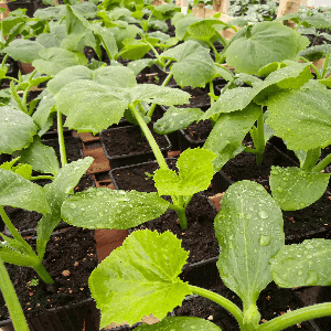 Courgette verte Black Beauty (plant)