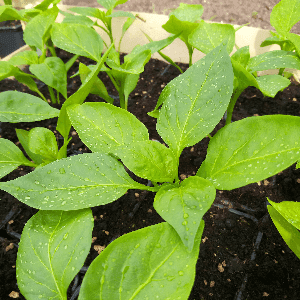 Piment peu piquant "Goutte de feu" (plant)