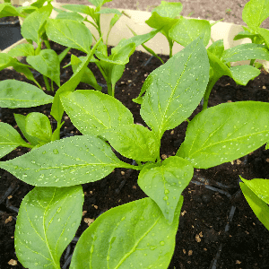 Poivron Corno di Bue Giallo - jaune (plant)