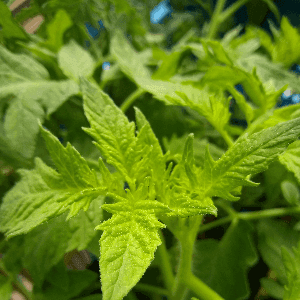 Tomate Coeur de Boeuf Orange Verna (plant)