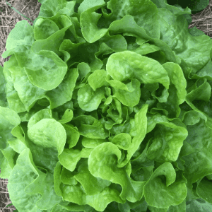 Laitue Feuille de Chêne verte