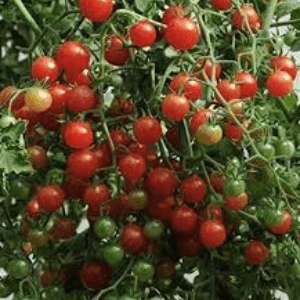 Bardérou plant Tomate Groseille Petit Moineau