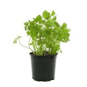 Pot d'aromatique 'Persil'