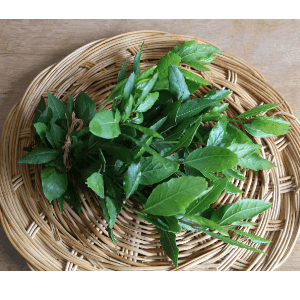 Bouquet de feuilles de laurier fraîches -
