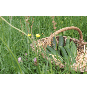 Courgette