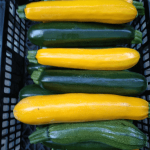 courgette