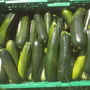 Courgettes