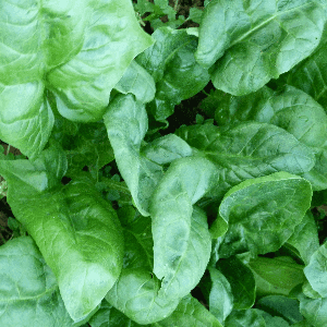 epinard de printemps
