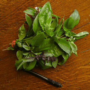 Basilic