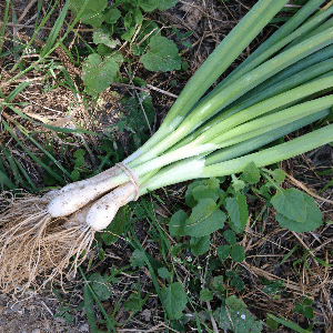 cébettes botte