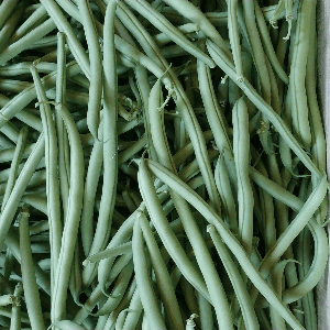 haricot vert fin