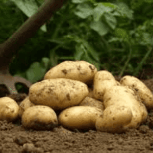 Pomme de terre nouvelle