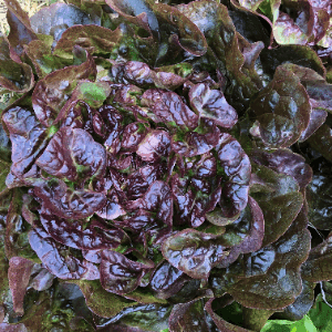 Laitue Feuille de Chêne Rouge