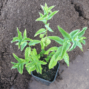 Menthe verte.