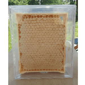 miel en section / brèche