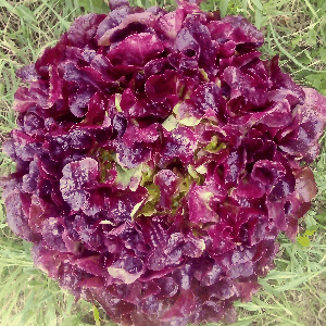 Salade Feuille de chêne rouge