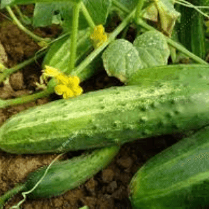 Bardérou plant concombre Généreux