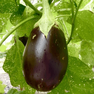 Aubergines_black  pearl