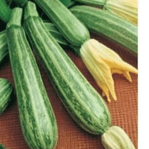 Courgette verte d'Italie