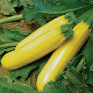 Courgette Jaune Gold rush