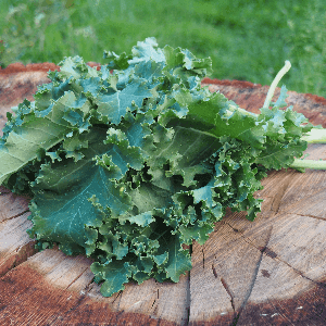 CHOUX KALE (Pibeste)