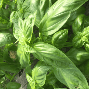 basilic
