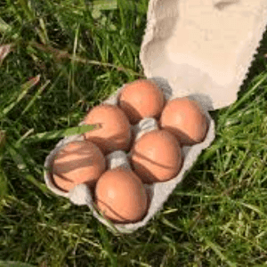 oeufs x6