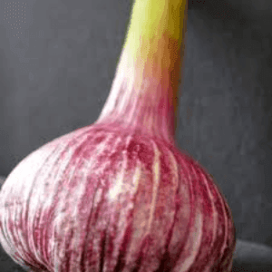 Tête d'Ail Bio