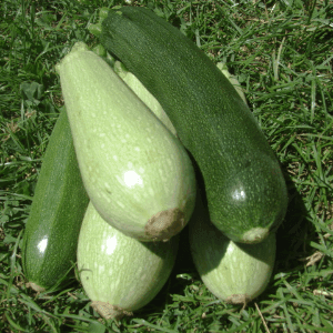 Courgettes de la Maurie