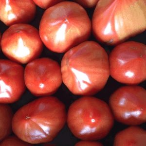 Tomate Cœur de Boeuf