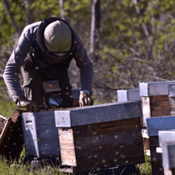 L'Abeille de Seignolles #1