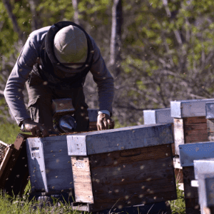 L'Abeille de Seignolles