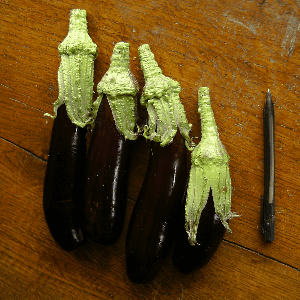 Aubergine violette