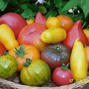 tomates