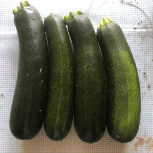 Grosse courgette verte à farcir