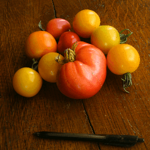 Tomates variées (anciennes)