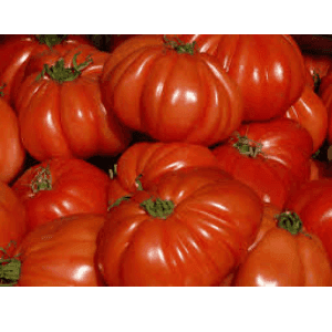 Tomates de variétés anciennes