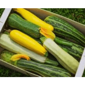 Courgettes vertes et/ou jaunes