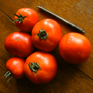Ah les Tomates Rondes rouges - Paola et préquoces de quimper