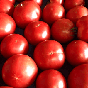 Tomates rouges