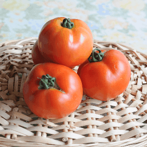 Tomates rondes rouges