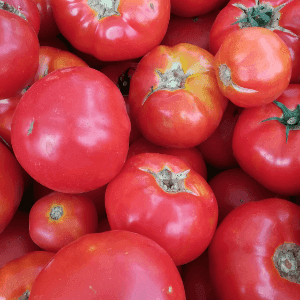 Tomates rondes AB