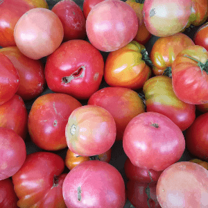 Tomates "Anciennes" AB