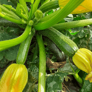 Courgette verte 500g