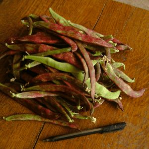 Haricots plats mangetout