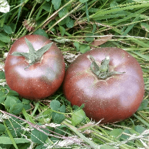 Tomates Noires