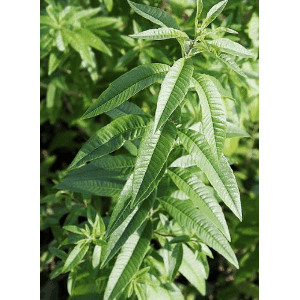 Verveine bouquet