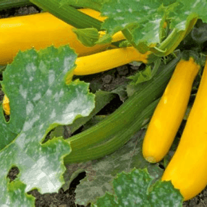 courgette jaune (1kg)